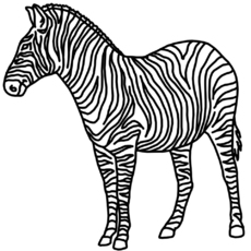 zebra.jpg